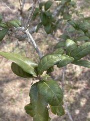 Quercus fusiformis