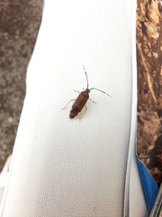 Pantilius tunicatus