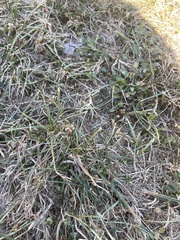 Tropidoclonion lineatum