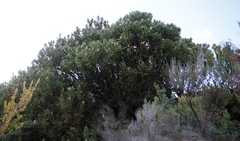 Protea lepidocarpodendron