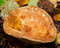 Paxillus involutus