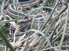 Tropidoclonion lineatum