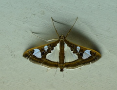 Glyphodes bivitralis