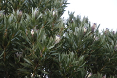 Protea lepidocarpodendron