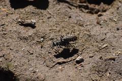 Cicindela ocellata