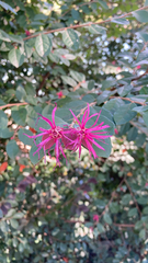 Loropetalum chinense