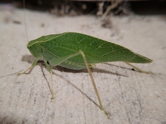 Microcentrum rhombifolium