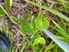 Hymenaea