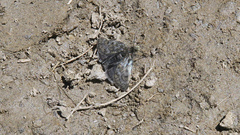 Metaxmeste phrygialis