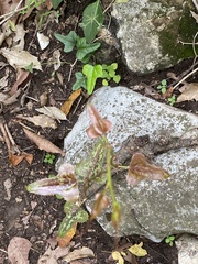 Smilax bona-nox