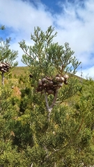 Widdringtonia nodiflora