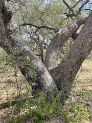 Quercus fusiformis