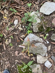 Smilax bona-nox