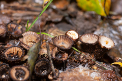 Cyathus striatus