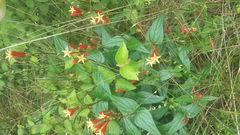Spigelia marilandica