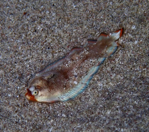 Dor's Sole — seen at this dive site