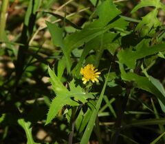 Sonchus tenerrimus