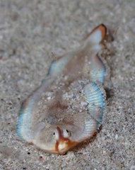 Soleichthys dori