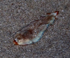 Soleichthys dori