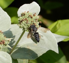 Coelioxys