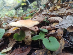 Cortinarius triumphans