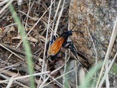 Pepsis pallidolimbata