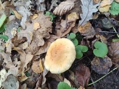 Cortinarius triumphans
