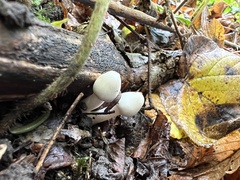 Inocybe geophylla