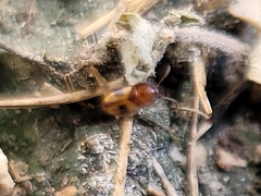 Poecilocrypticus formicophilus