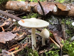Inocybe geophylla