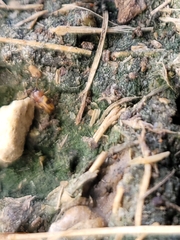 Poecilocrypticus formicophilus