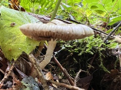 Inocybe geophylla