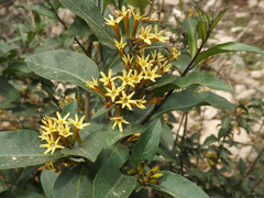 Cestrum parqui