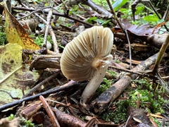 Inocybe geophylla