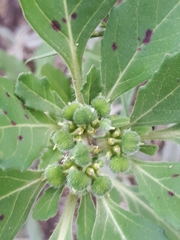 Euphorbia cuphosperma