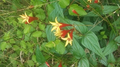 Spigelia marilandica