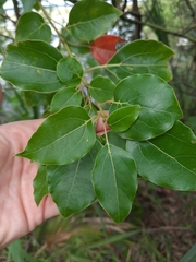 Cinnamomum camphora