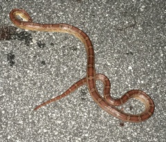 Pantherophis guttatus