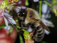 Bombus impatiens