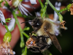 Bombus impatiens