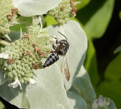 Coelioxys