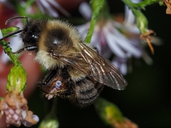 Bombus impatiens