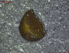 Phyllanthus evanescens