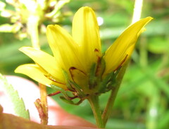 Bidens polylepis