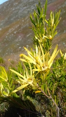 Leucadendron eucalyptifolium