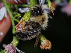Bombus impatiens
