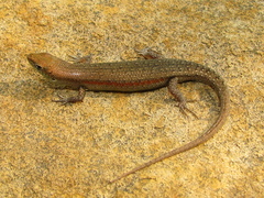 Carlia gracilis