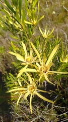 Leucadendron eucalyptifolium