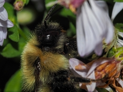 Bombus impatiens