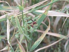 Euodynerus crypticus